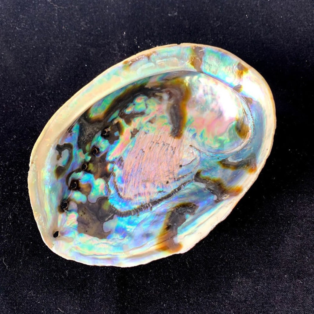 ABALONE SHELL