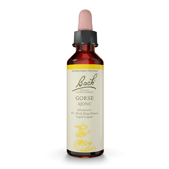 BACH GORSE