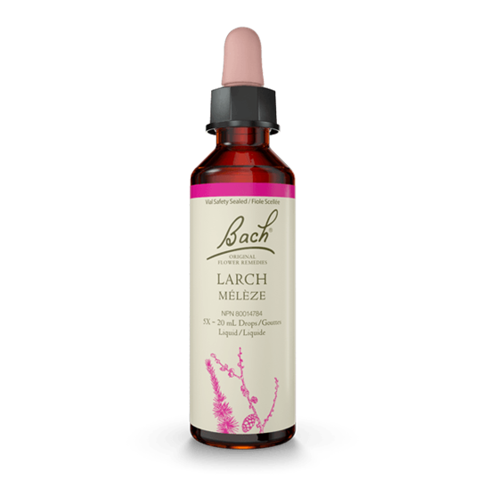 BACH LARCH