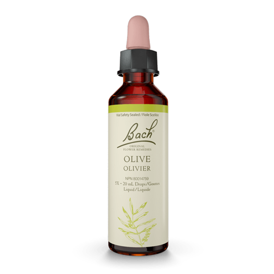 BACH OLIVE