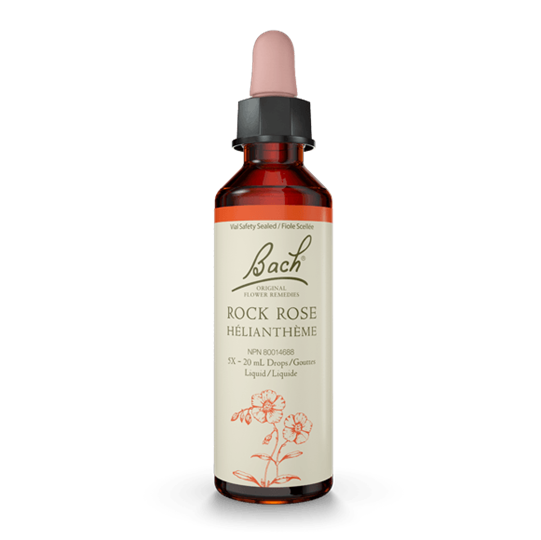 BACH ROCK ROSE